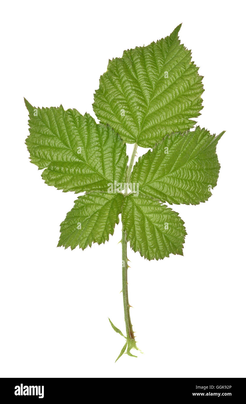 Bramble - Rubus fruticosus Stock Photo