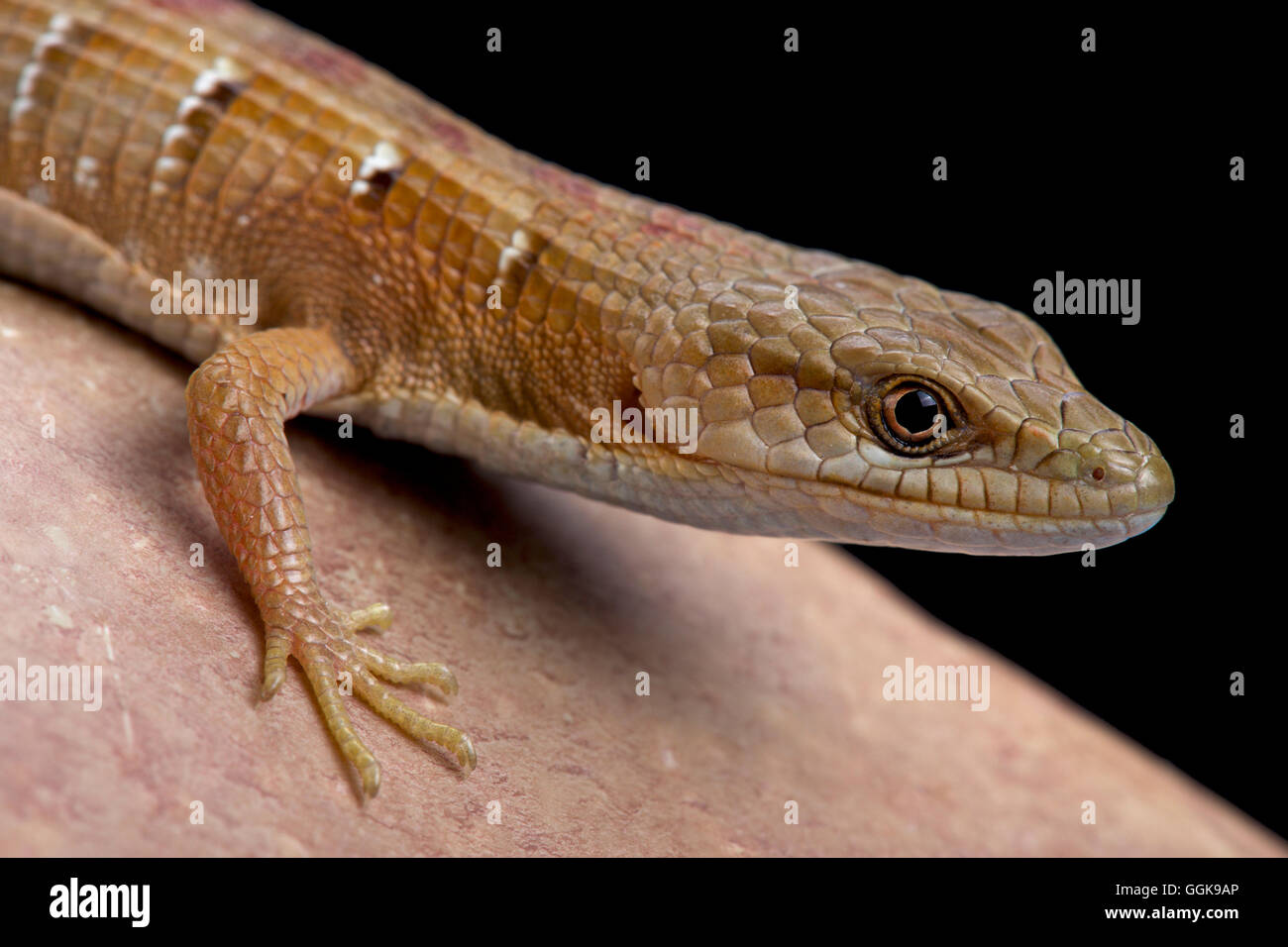 Southern alligator lizard  (Elgaria multicarinata) Stock Photo