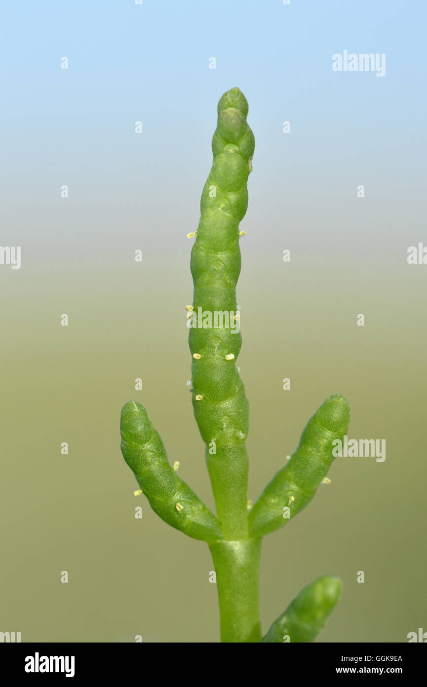 Glasswort - Salicornia europaea Stock Photo