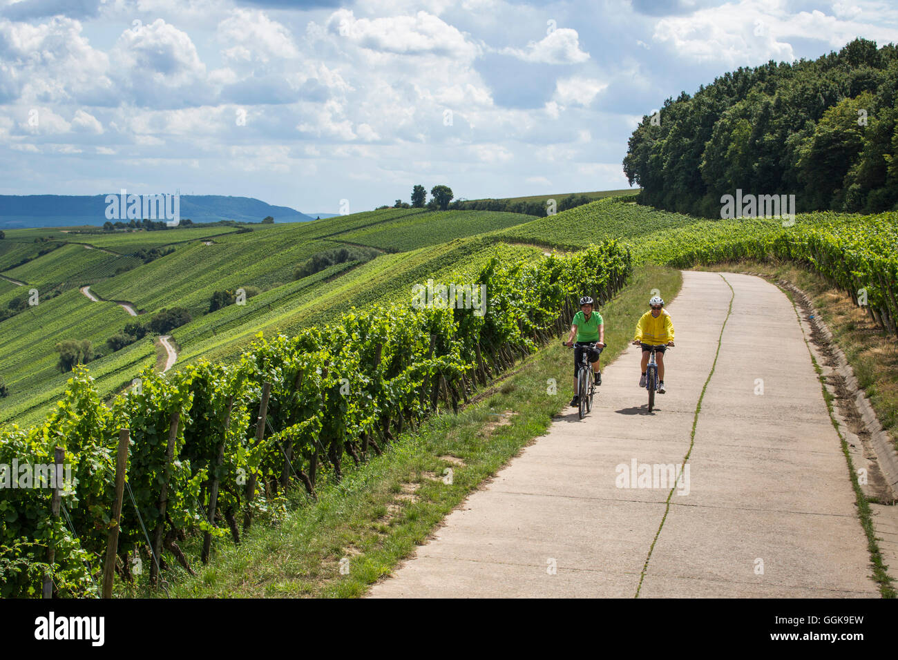Cyclists on a path through Escherndorfer Fuerstenberg vineyard, near Keohler, Franconia, Bavaria, Germany Stock Photo
