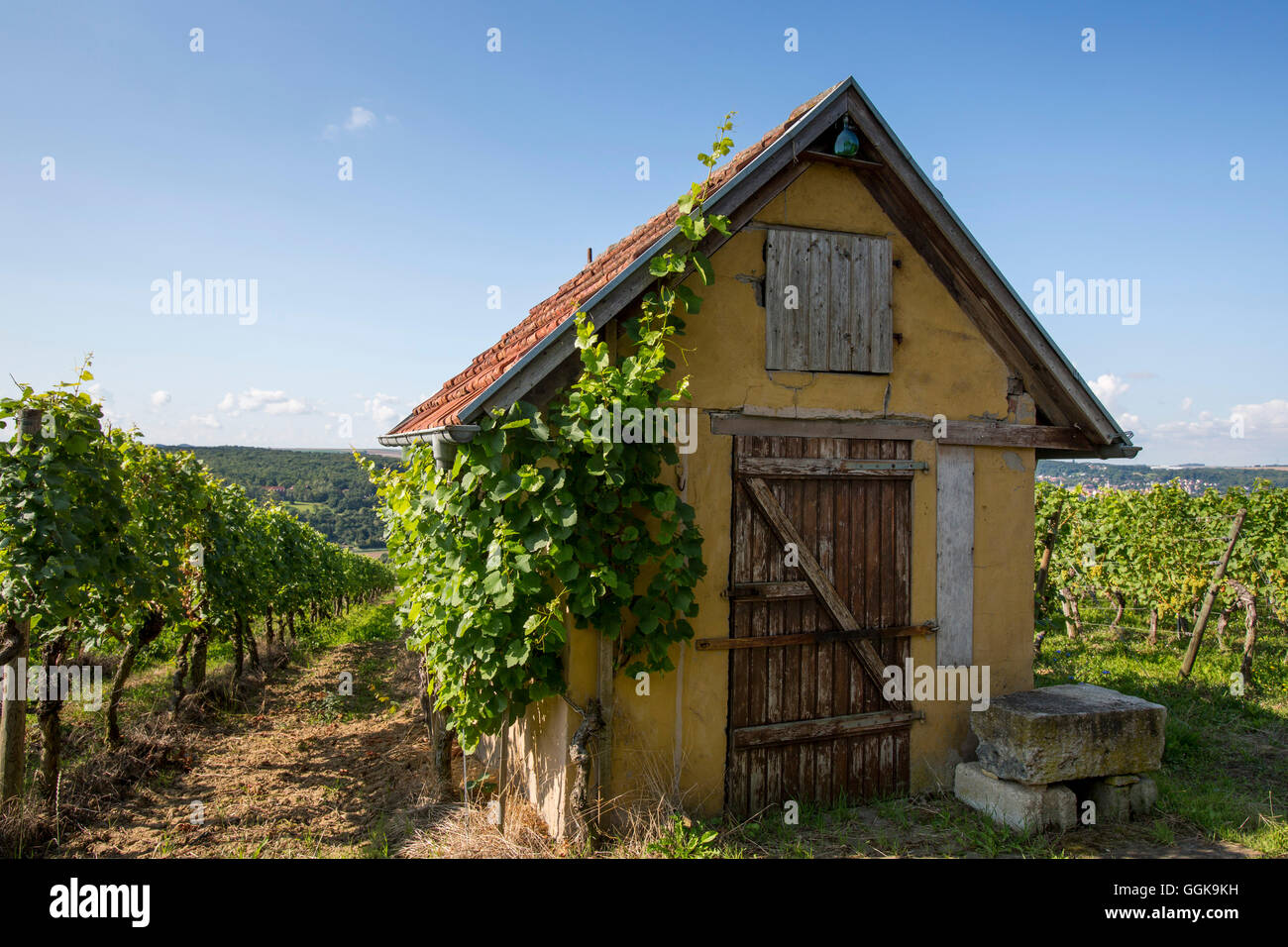 Hut and vines in Kapellenberg vineyard, Frickenhausen, near Ochsenfurt, Franconia, Bavaria, Germany Stock Photo