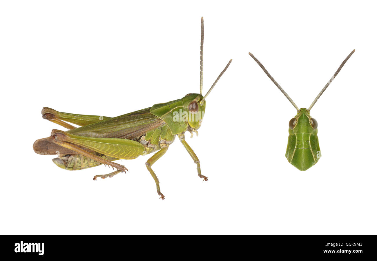 Common Green Grasshopper - Omocestis viridulus Stock Photo