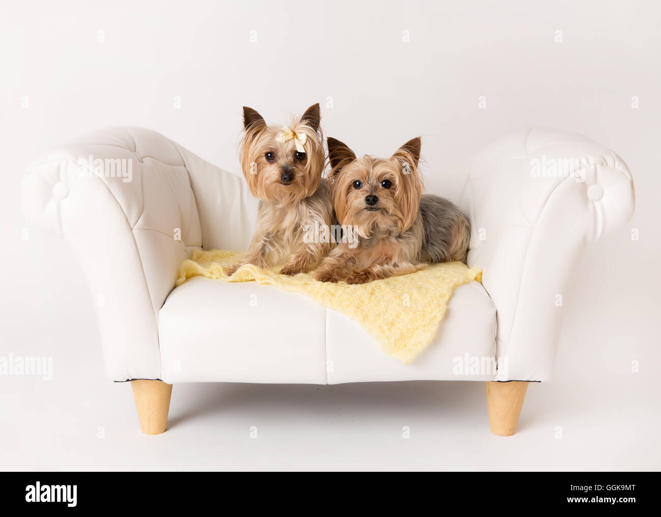 Yorkshire Rocking Chair Yorkshire terrier / yorkie in a white leather chair in a studio Stock ...