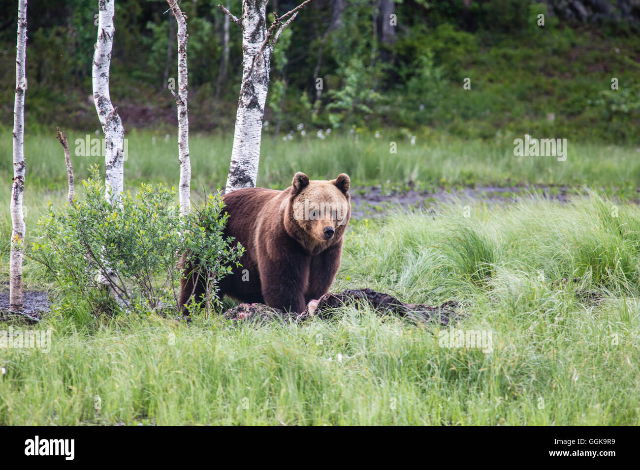 Feeding of wild brown bears, Kuusamo, Northern Ostrobothnia, Finland Stock Photo