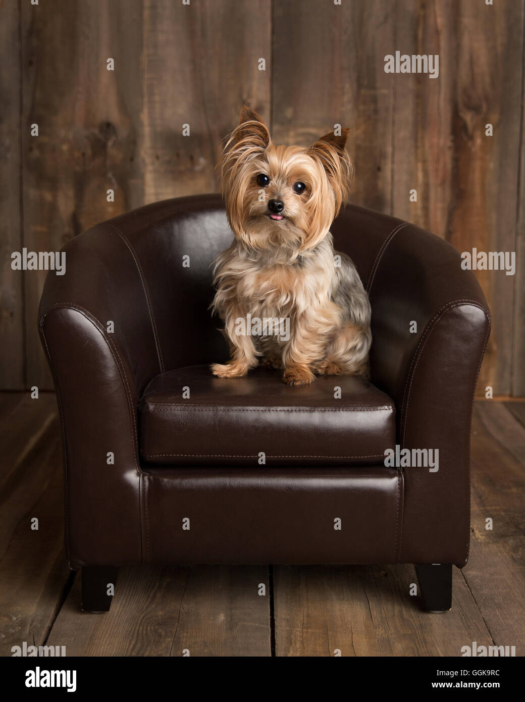Yorkshire Rocking Chair Yorkshire terrier / yorkie in a leather chair in a studio Stock Photo ...