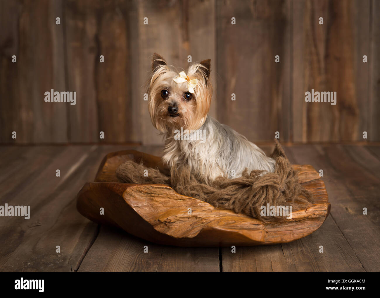 Yorkie puppies hi-res stock photography and images - Alamy, image size:1300x1018
