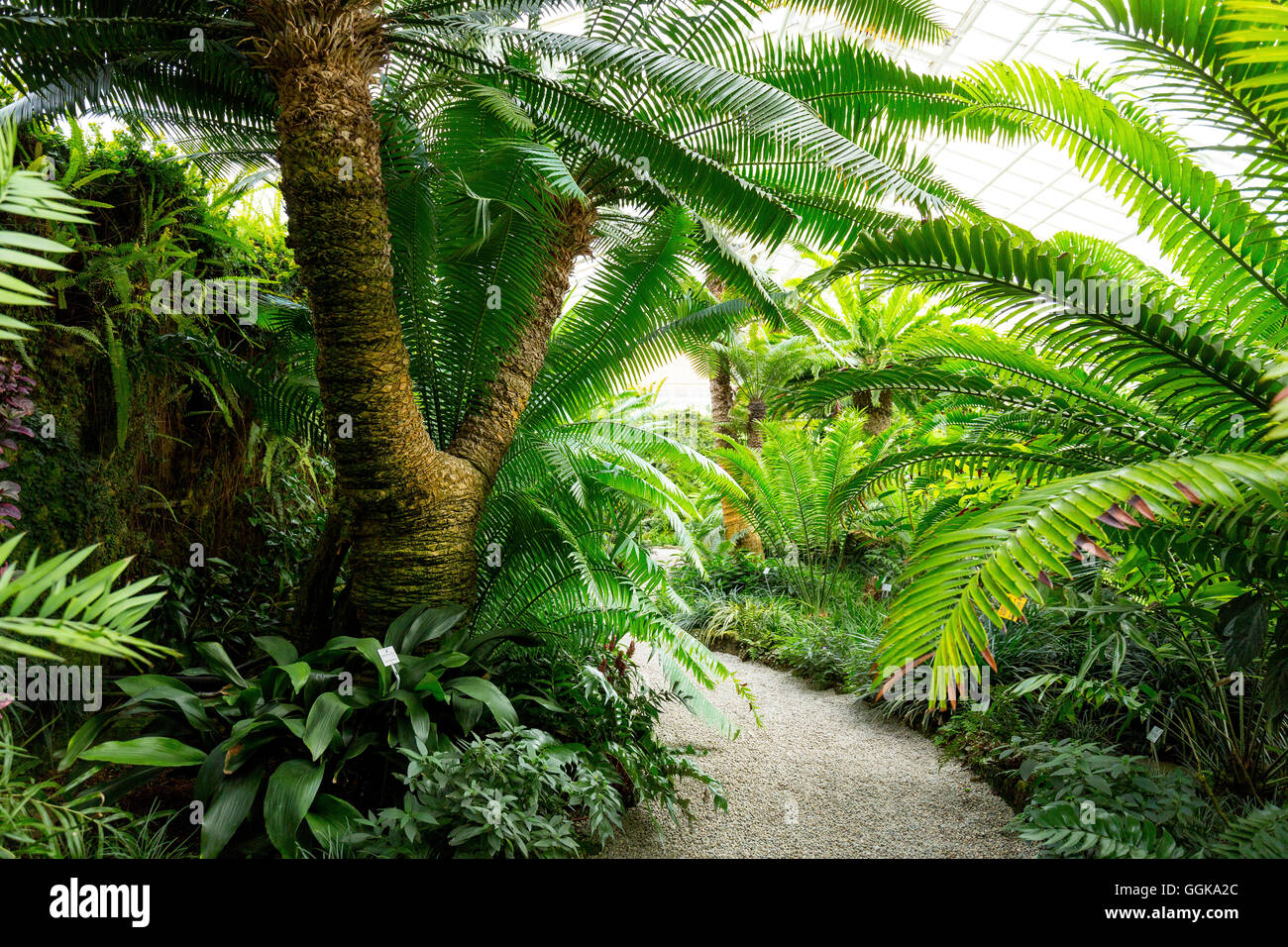 Palm trees in the Botanical Garden, Munich, Upper Bavaria, Bavaria