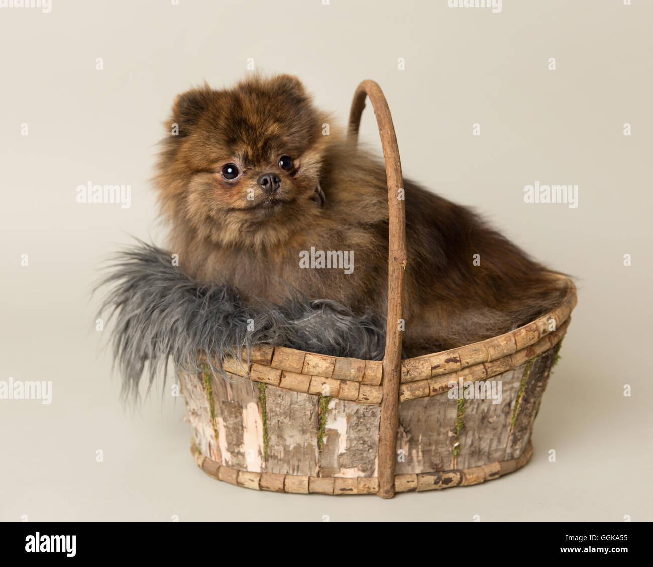 Brindle pomchi 2025
