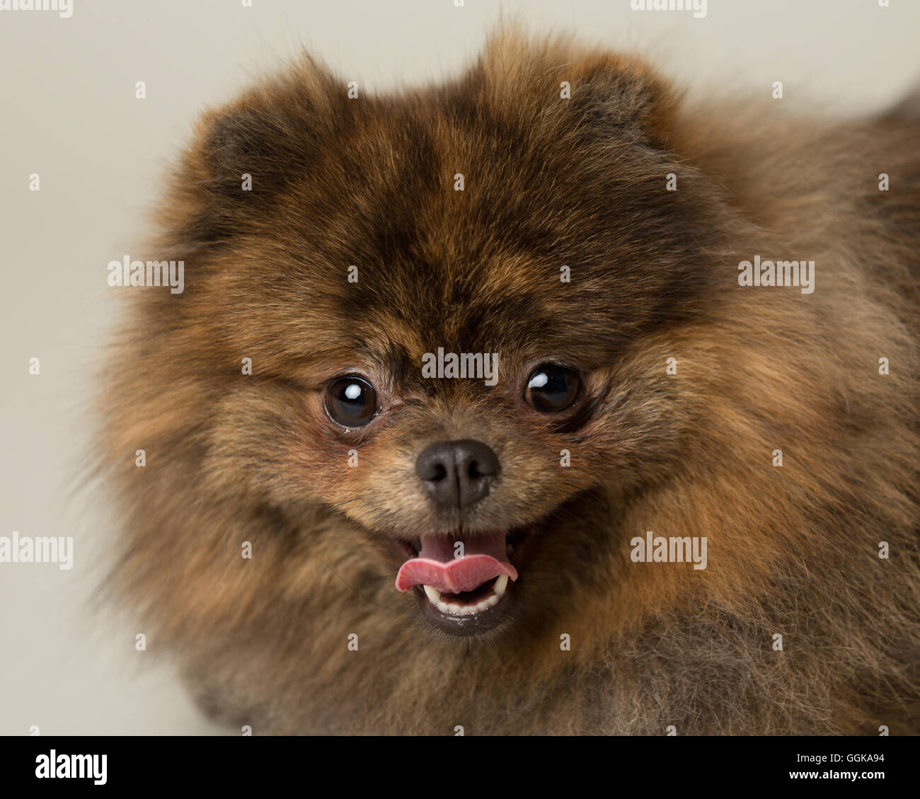 brindle pomeranian