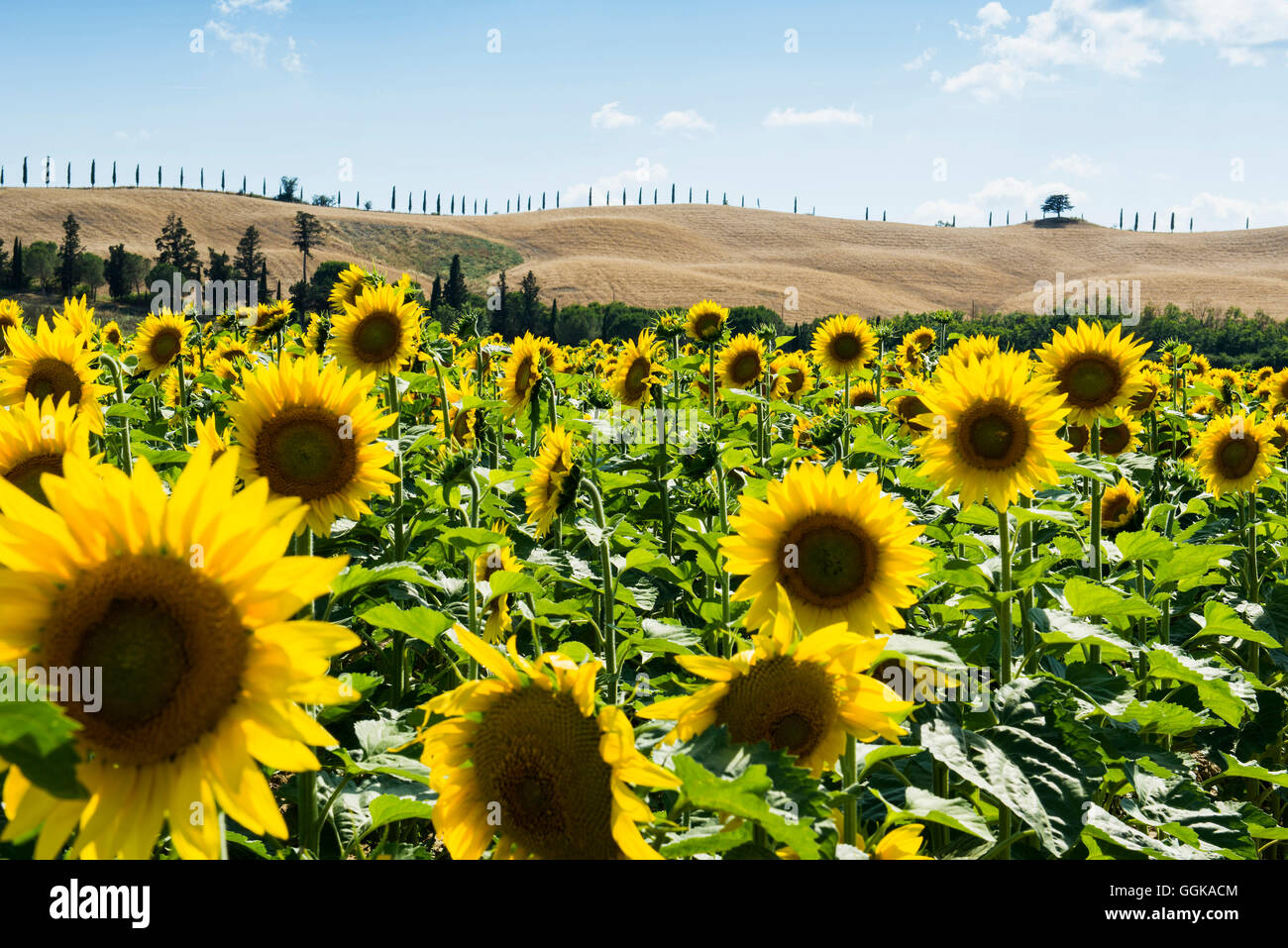 Field full of sunflowers hi-res stock photography and images - Alamy