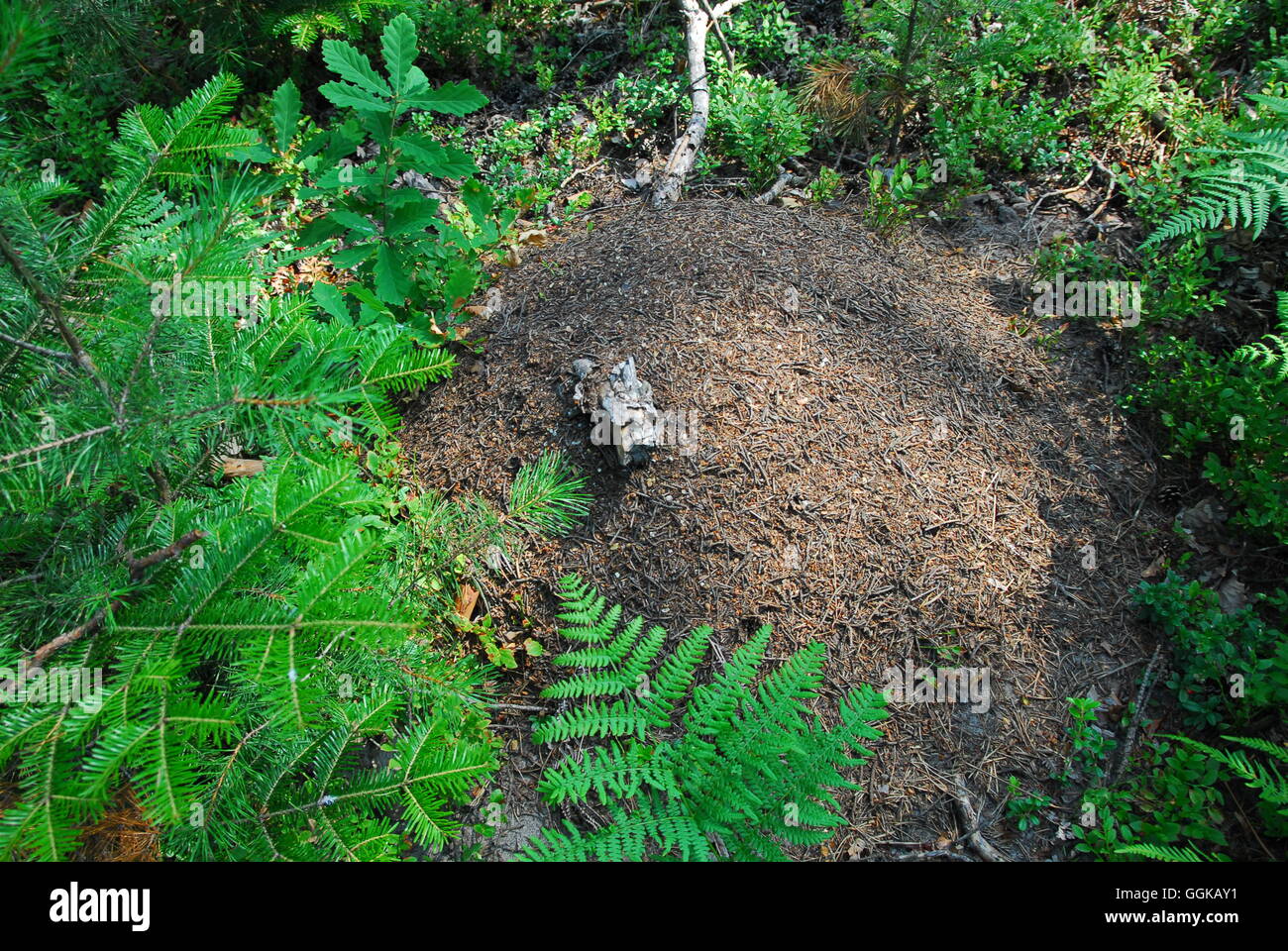 Anthill, ecosystems, ants, forest,leaves, ferns Stock Photo