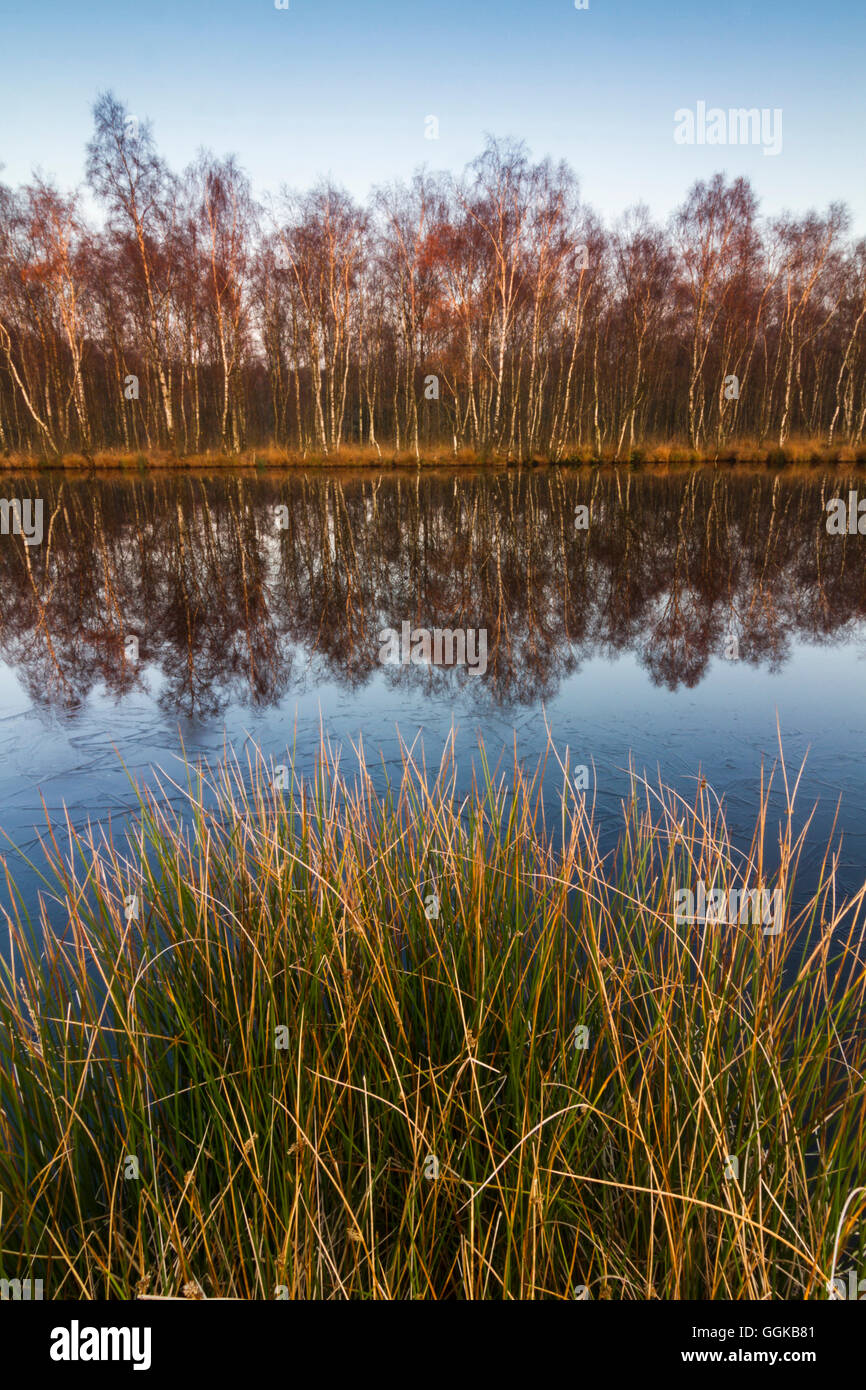 Katenhofer moor, Daenischer Wohld, Rendsburg-Eckernfoerde, Schleswig-Holstein, Germany Stock Photo