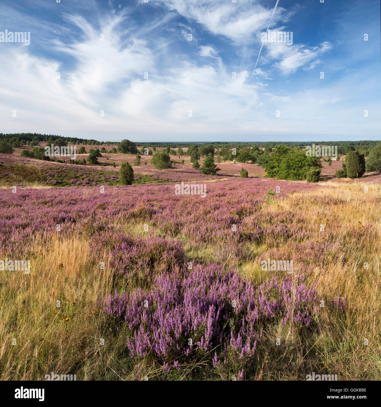 Heather in blossom, Wilsede, Bispingen, Lueneburger Heide Nature Park ...
