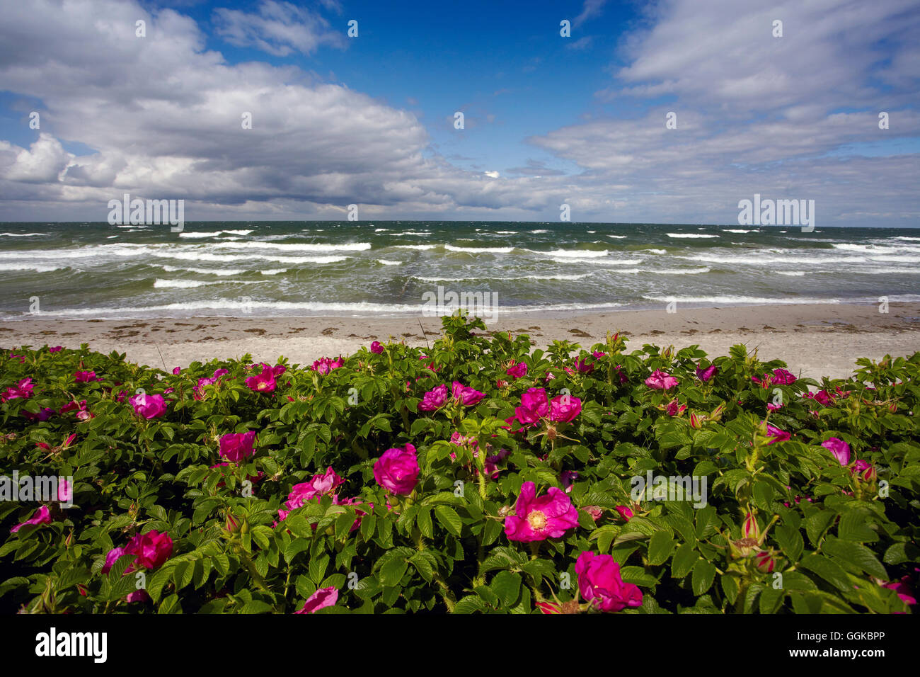Wild roses along the Baltic Sea coast, Hiddensee, Mecklenburg Vorpommern, Germany Stock Photo