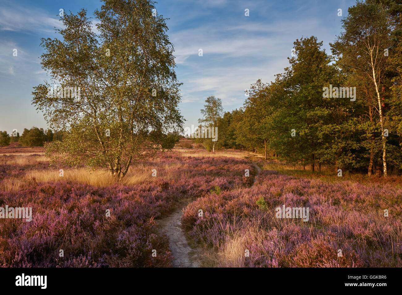 Blossoming heather, Lueneburger Heide, Wilseder Berg, Lower Saxony, Germany Stock Photo