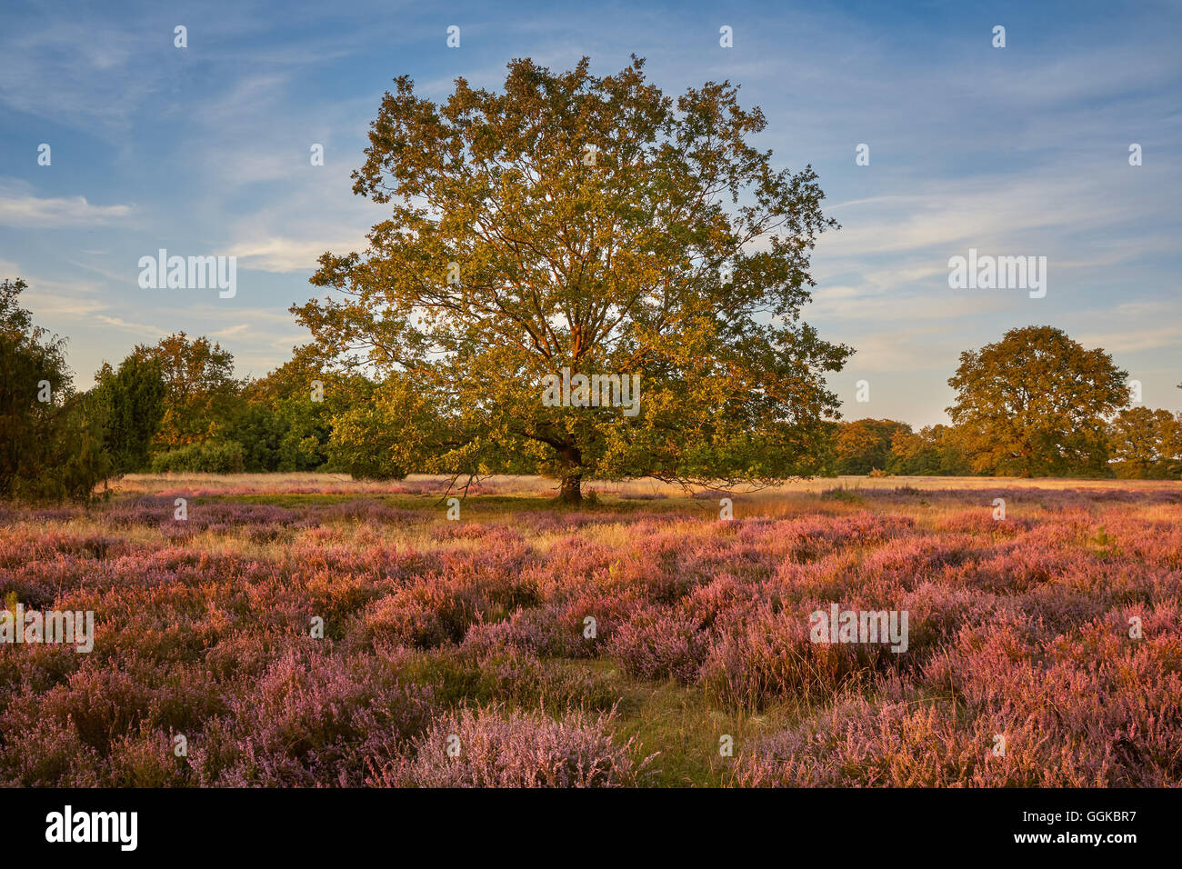 Blossoming heather, Lueneburger Heide, Wilseder Berg, Lower Saxony, Germany Stock Photo