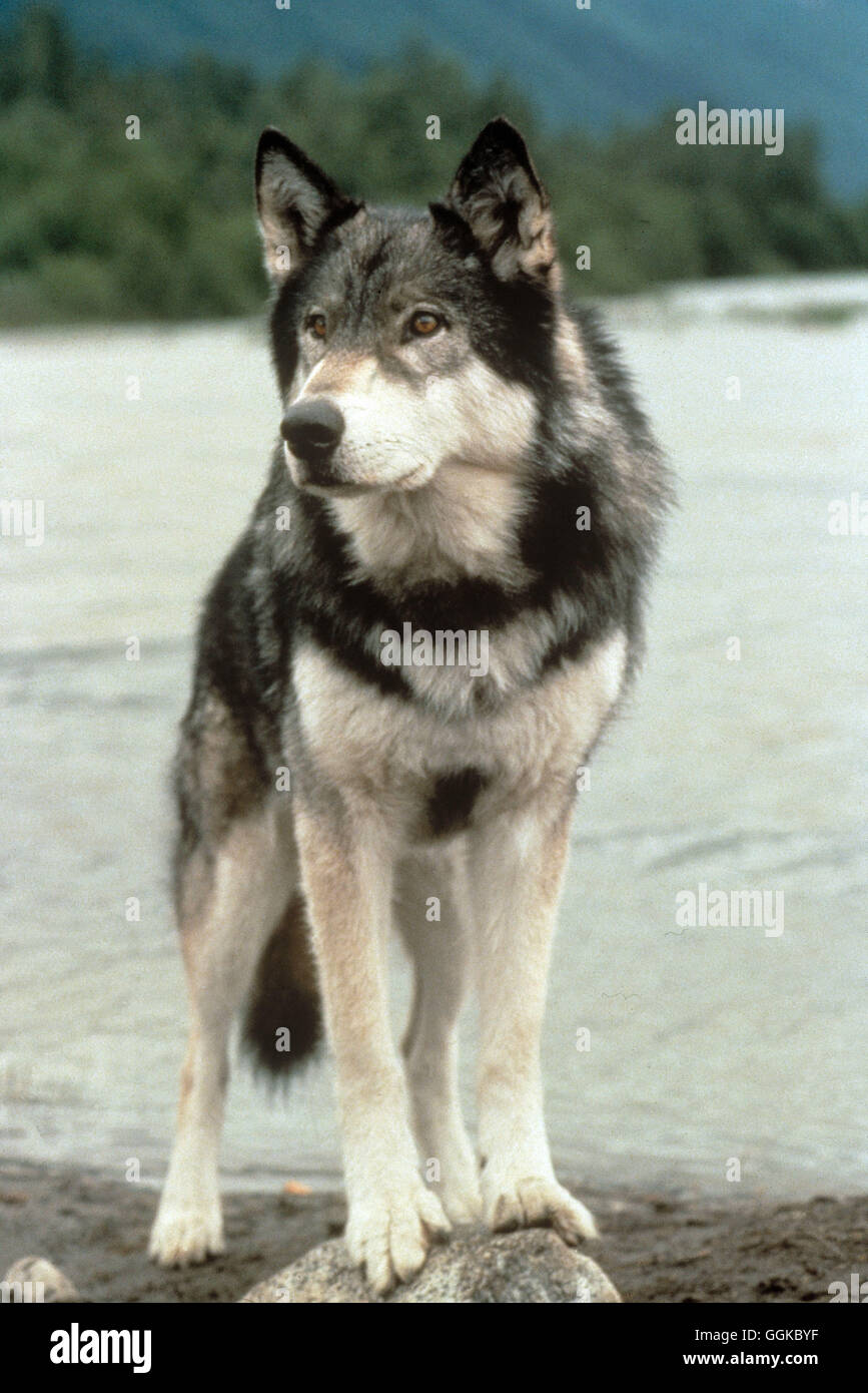 White fang movie hires stock photography and images Alamy