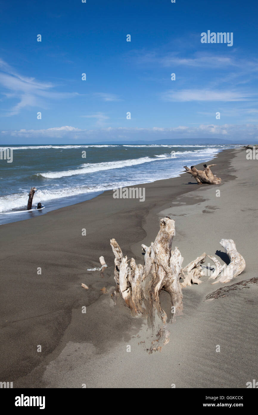 Driftwood on the beach of La Paz bei Laoag City, capital of Ilocos Norte province on the main island Luzon, Philippines, Asia Stock Photo