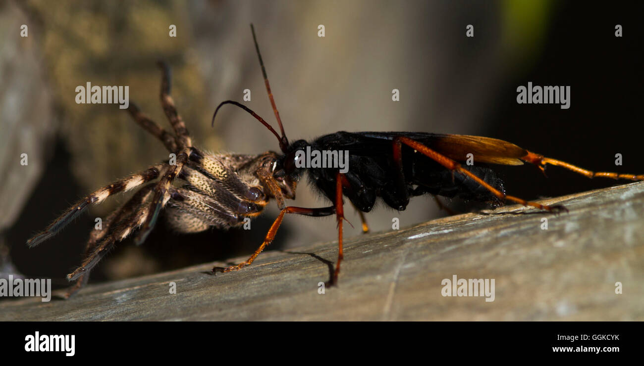 Spider Wasp with spider, Knysna, Western cape, South Africa Stock Photo