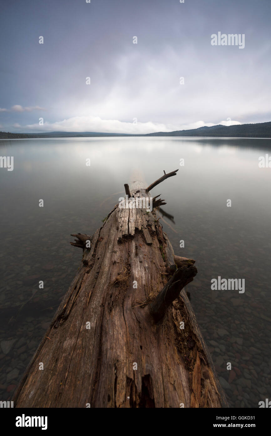 Driftwood in the water, Douglas County, Oregon, USA Stock Photo