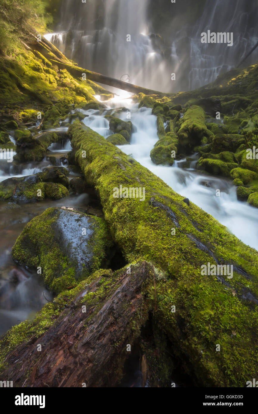 Willamette National Forest, Three Sisters Wilderness, Oregon, USA Stock Photo