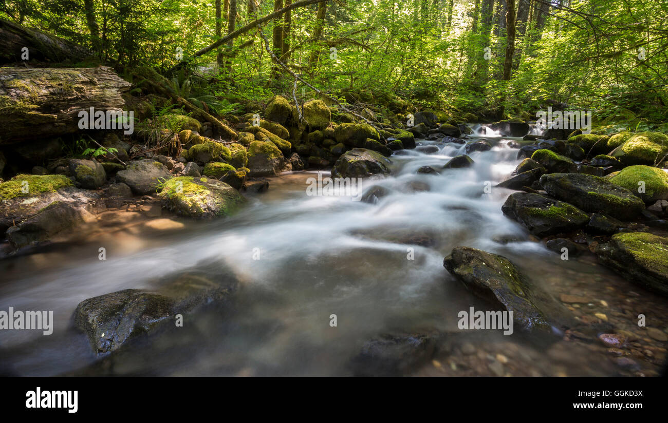 Panther Creek, Gifford Pinchot National Forest, Skamania County, Washington, USA Stock Photo