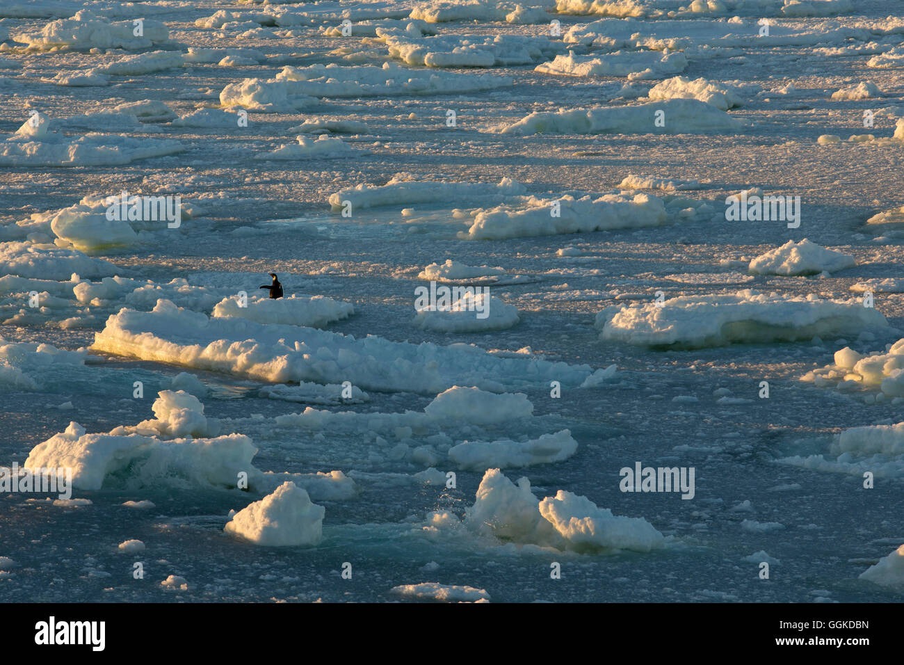 Ice floes floating in the water during sunset, a King Penguin (Aptenodytes patagonicus) showing the way, Terra Nova Bay, Antarct Stock Photo