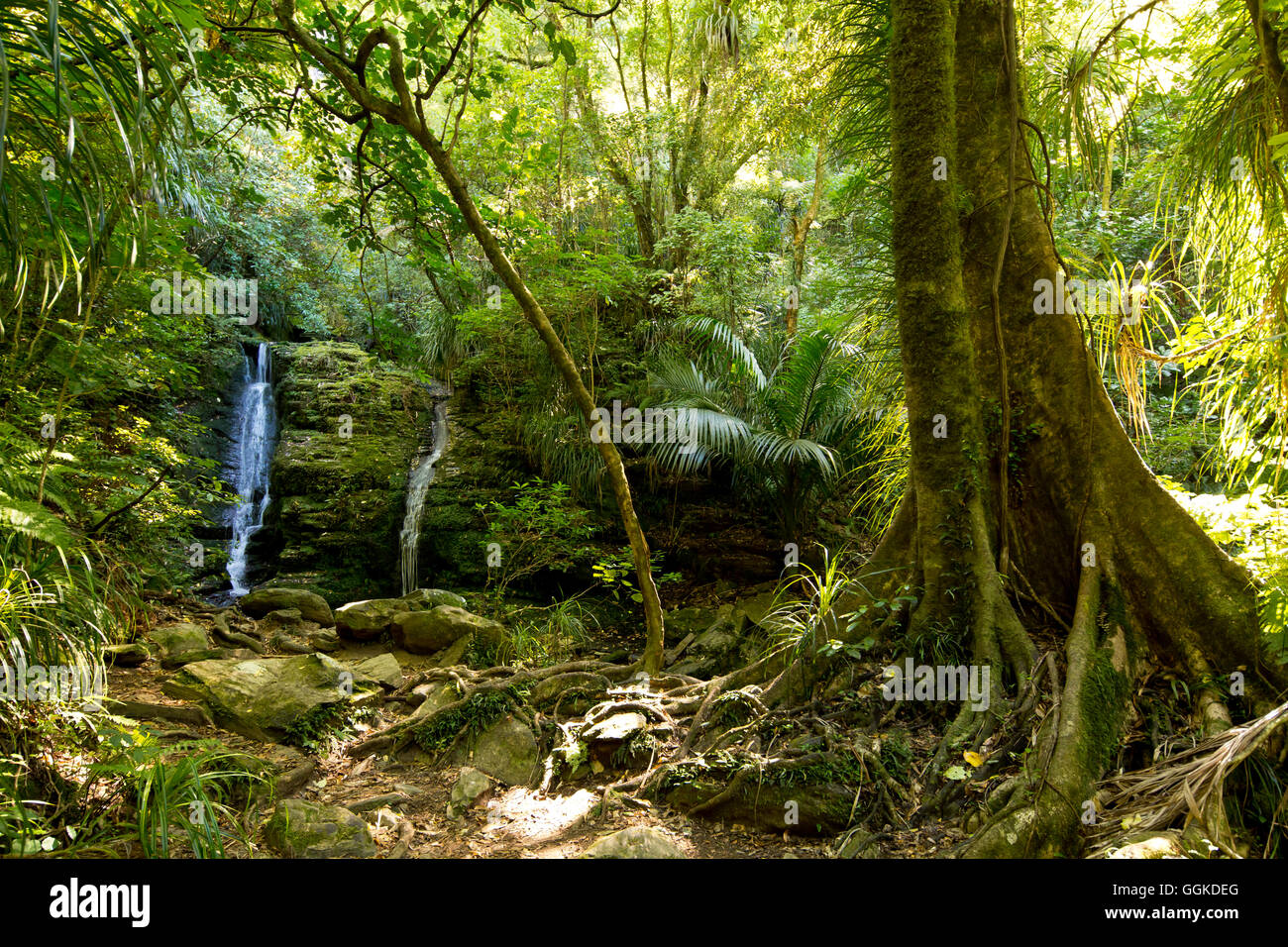 Darby's Falls waterfall near Ship Cove, Outer Queen Charlotte Sound, Marlborough, South Island