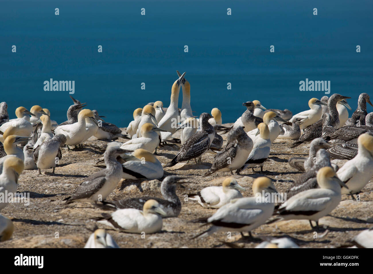 Cape Kidnappers Gannet Colon with Australasian Gannets (Morus serrator), near Napier, Hawke's Bay, North Island, New Zealand Stock Photo