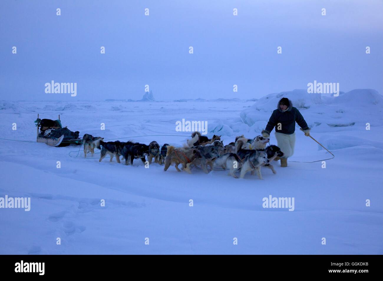Dog sled guide with his sled dogs on the frozen ocean at Qaanaaq, Northwest Greenland, Greenland Stock Photo