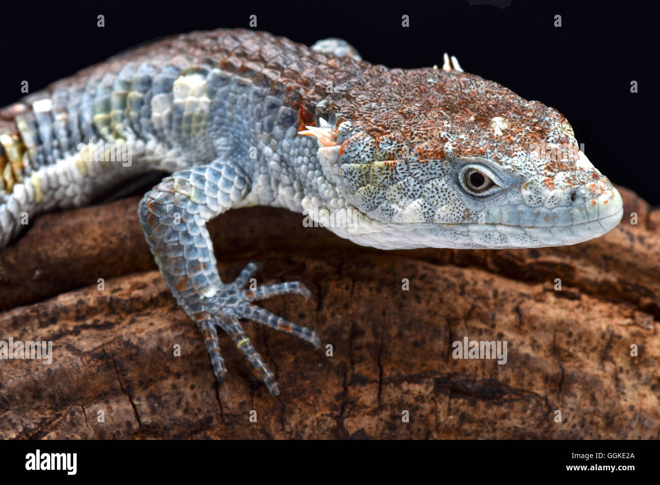 Redlipped Arboreal Alligator Lizard (Abronia lythrochila), Mexico Stock Photo Alamy