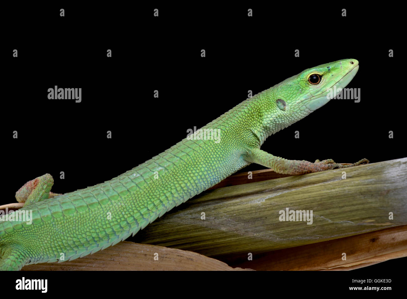 Miyako Grass Lizard  (Takydromus toyamai) Stock Photo