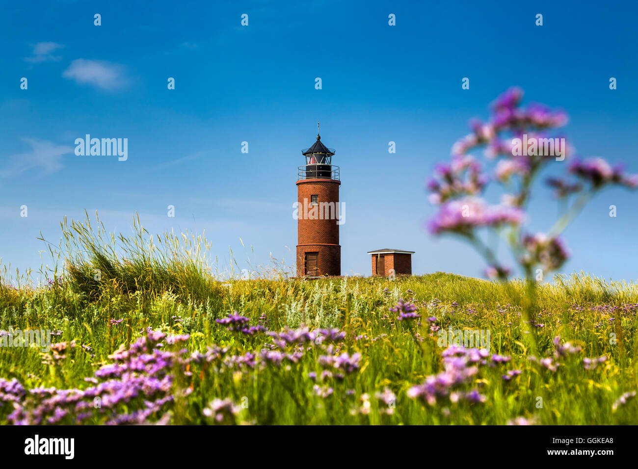 Hallig lilac, lighthouse, Hallig Langeness, North Frisian Islands, Schleswig-Holstein, Germany Stock Photo