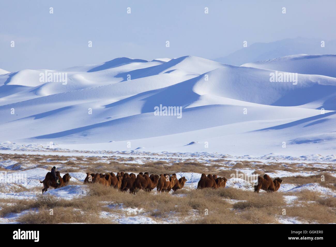 Camels in the snow-covered sand dunes of the Khongoryn Els in the Gobi desert, Mongolia Stock Photo