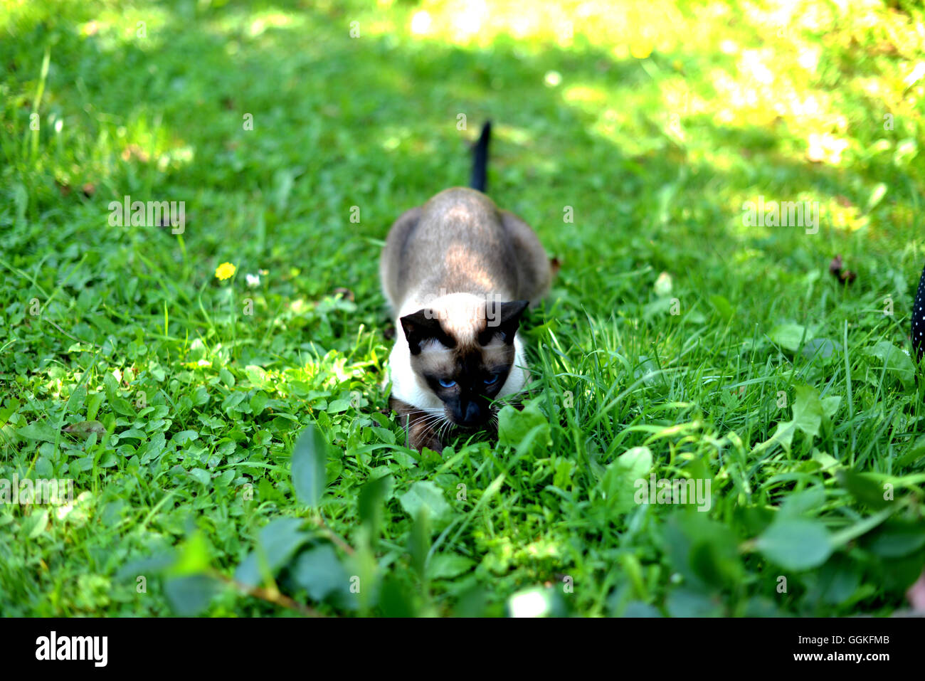 Cat taking action to catch a mouse Stock Photo - Alamy
