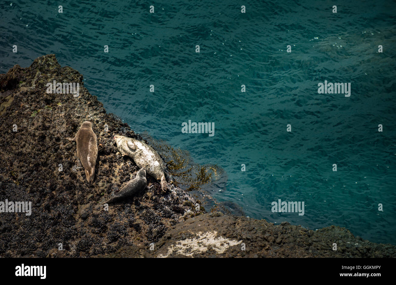 Harbor Seals Nurturing mother and a pup on a rock Stock Photo