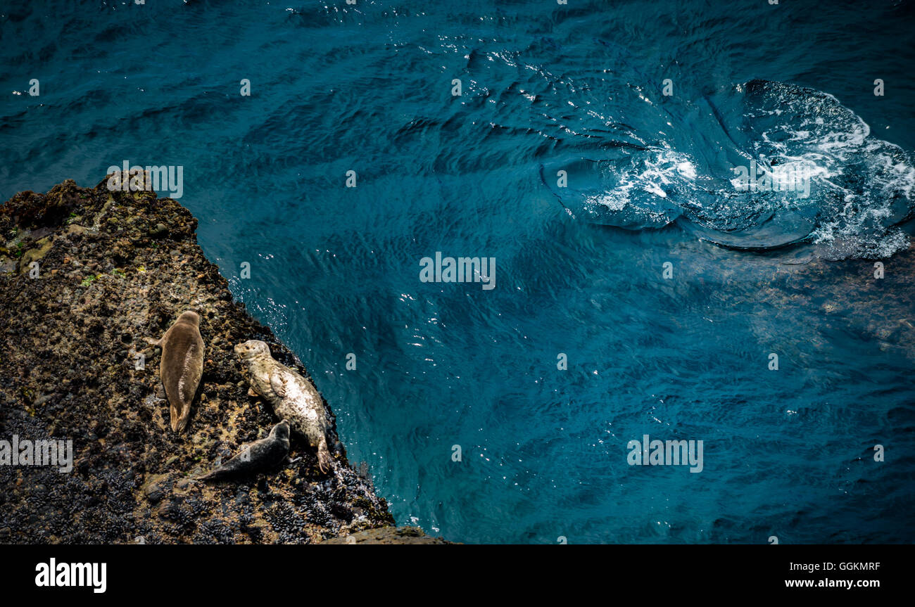 Harbor Seals Nurturing mother and a pup on a rock Stock Photo
