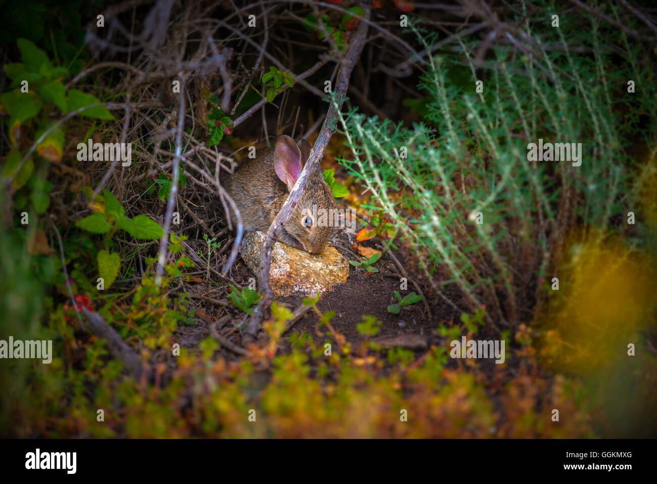 Little Scared Rabbit young animals in the wild Stock Photo - Alamy