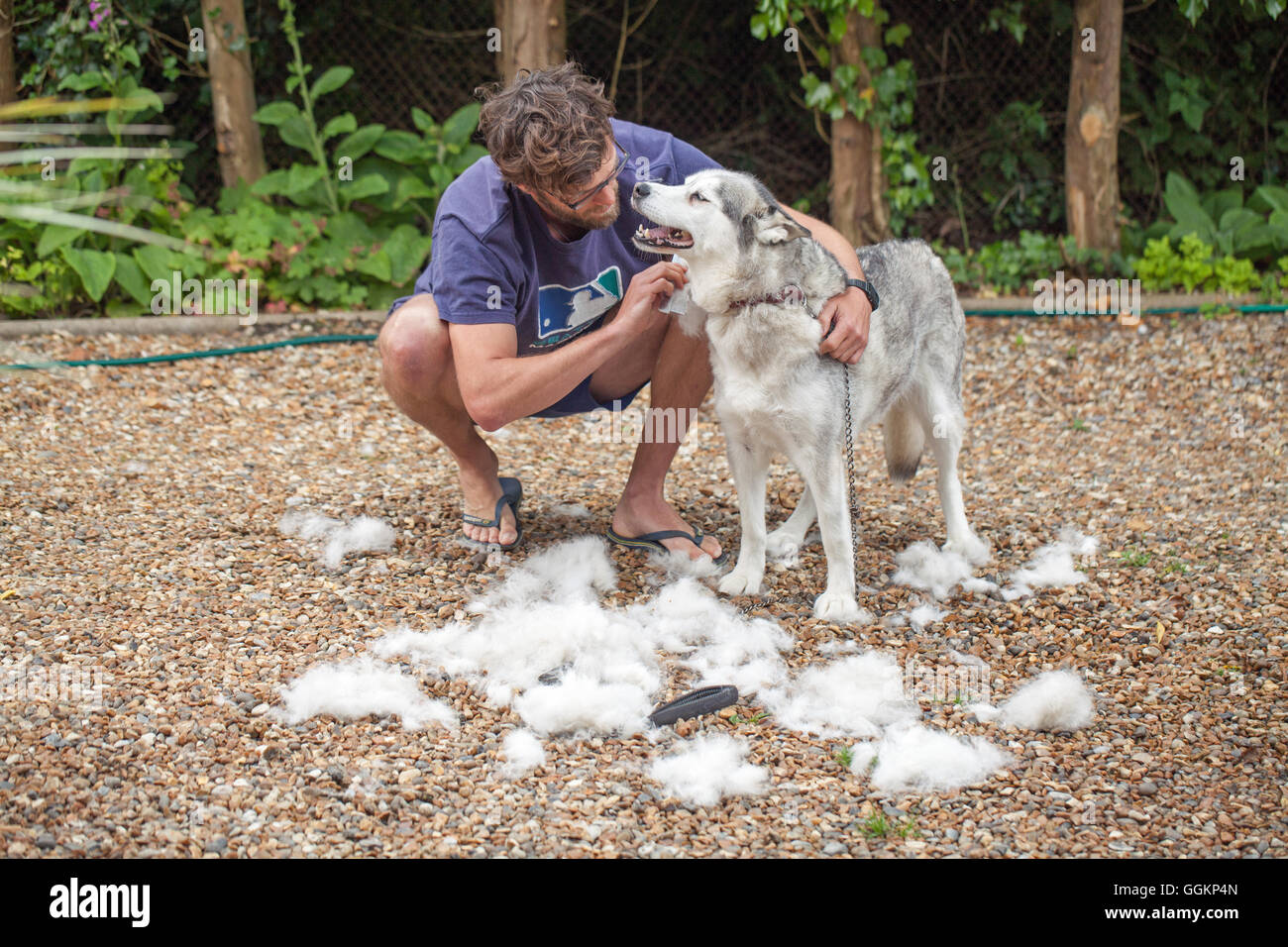 Dog coat care. Siberian Husky, in moult, being combed. (Canis lupus familiaris). Stock Photo