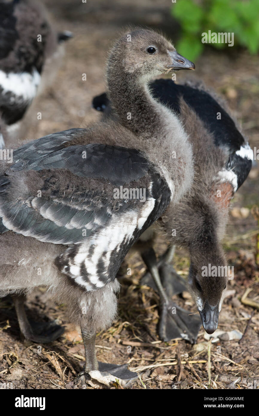 Red-breasted Goose (Branta ruficollis). Gosling aged       30 days. Stock Photo