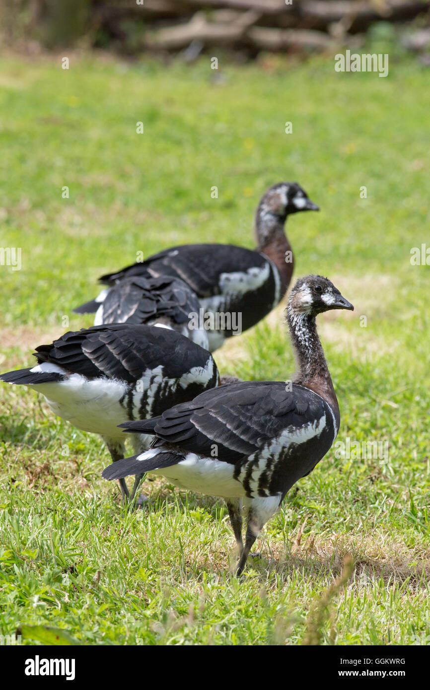 Red-breasted Goose (Branta ruficollis). Immature, juvenile birds. Forty days old. Avicultural collection. UK. Stock Photo