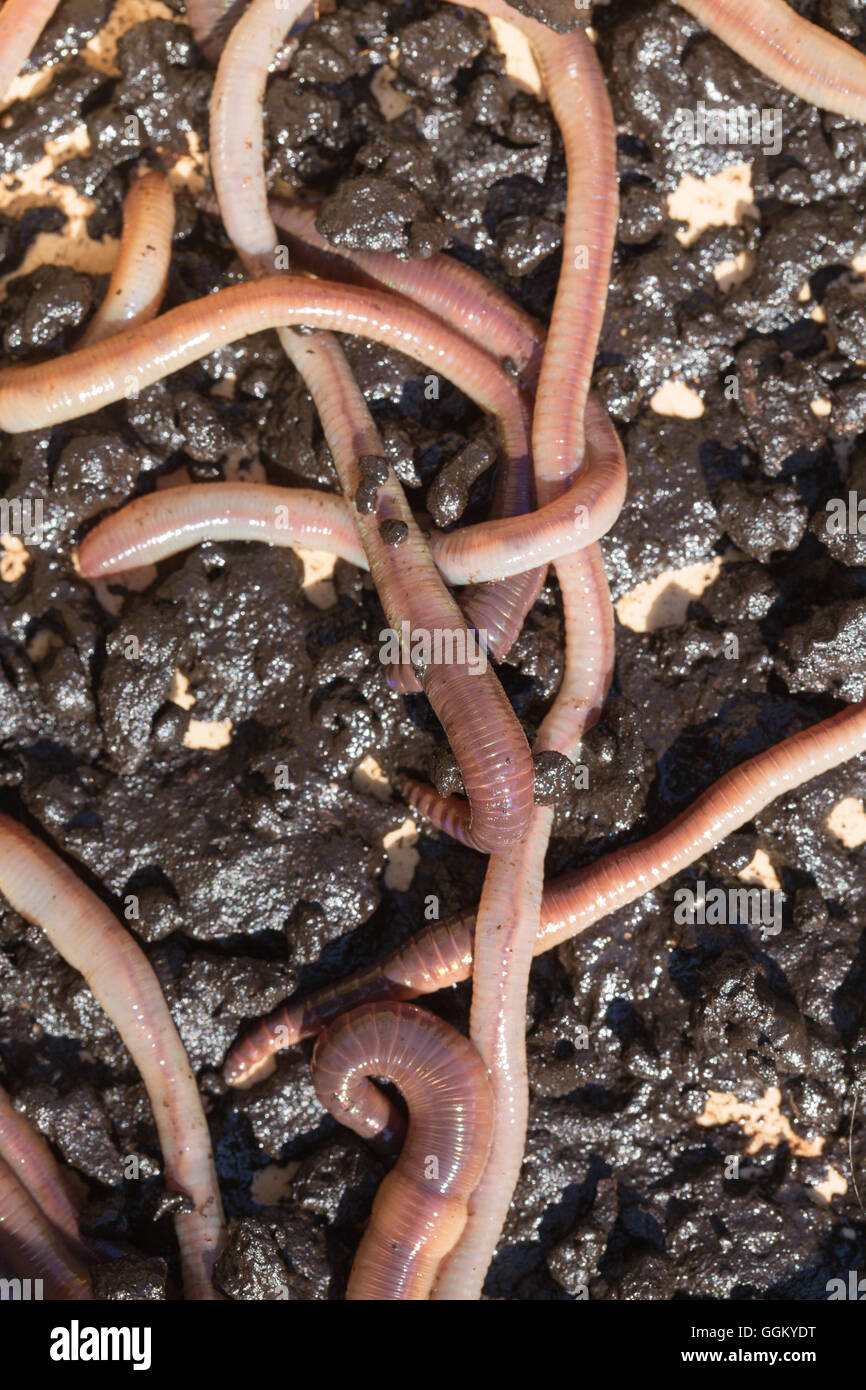 Earthworm (Lumbricus terrestris). Stock Photo