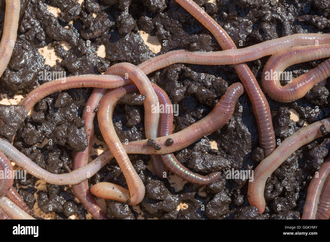 Earthworms (Lumbricus terrestris). Stock Photo
