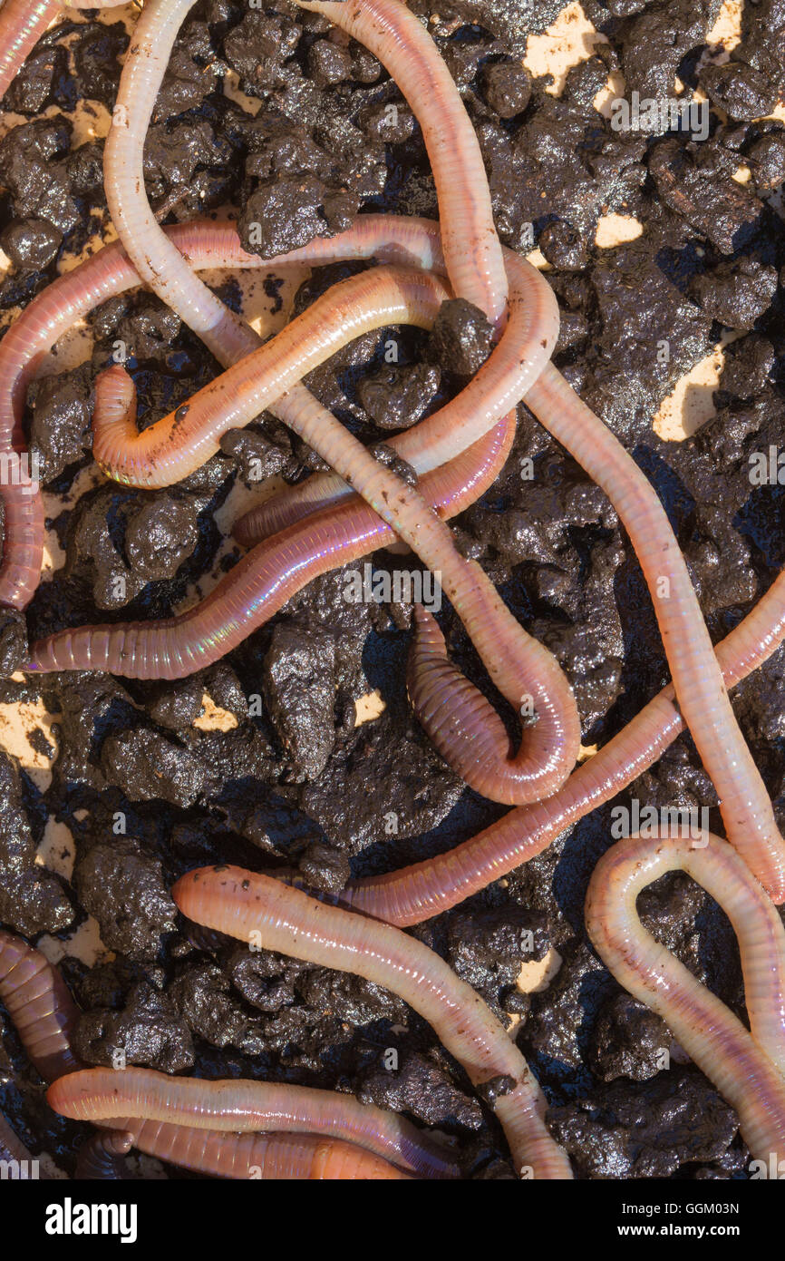Earth Worms (Lumbricus terrestris). Stock Photo