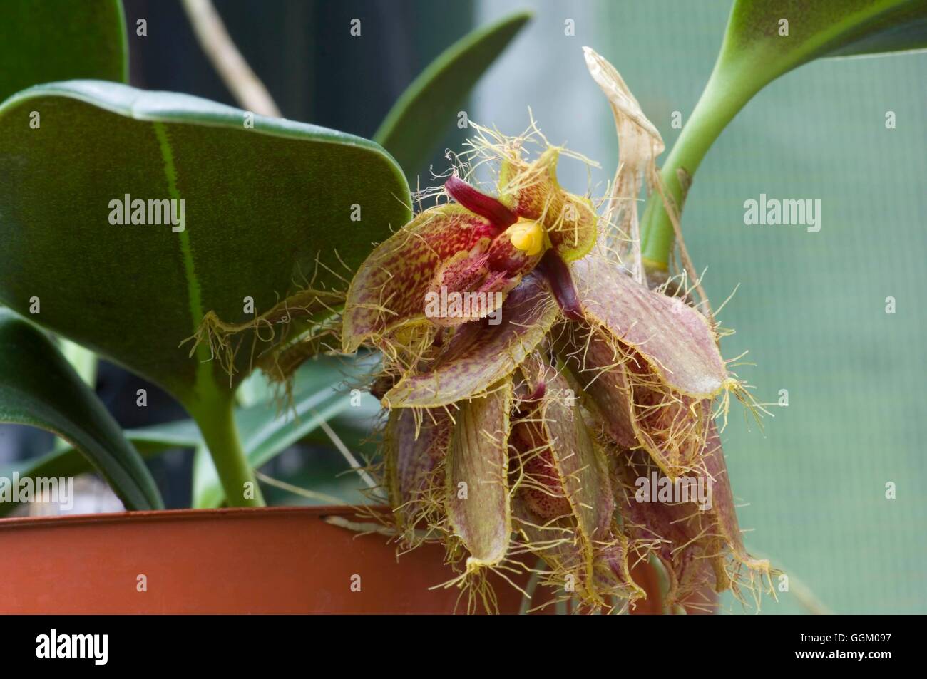 Bulbophyllum dayanum   MIW253499 Stock Photo
