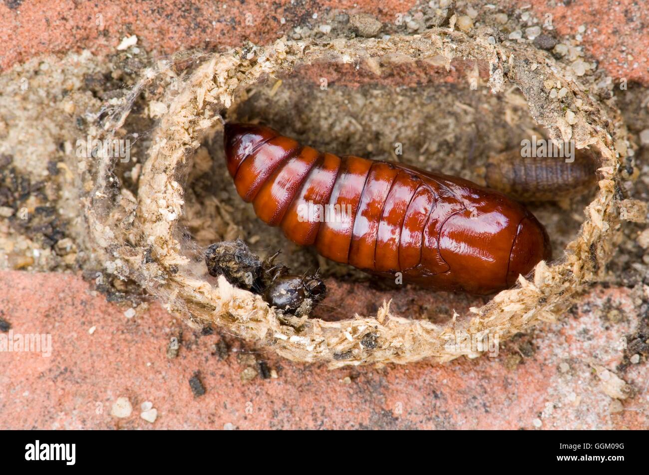 Moth Chrysalis Hi res Stock Photography And Images Alamy Moth Chrysalis Hi res Stock Photography And Images Alamy