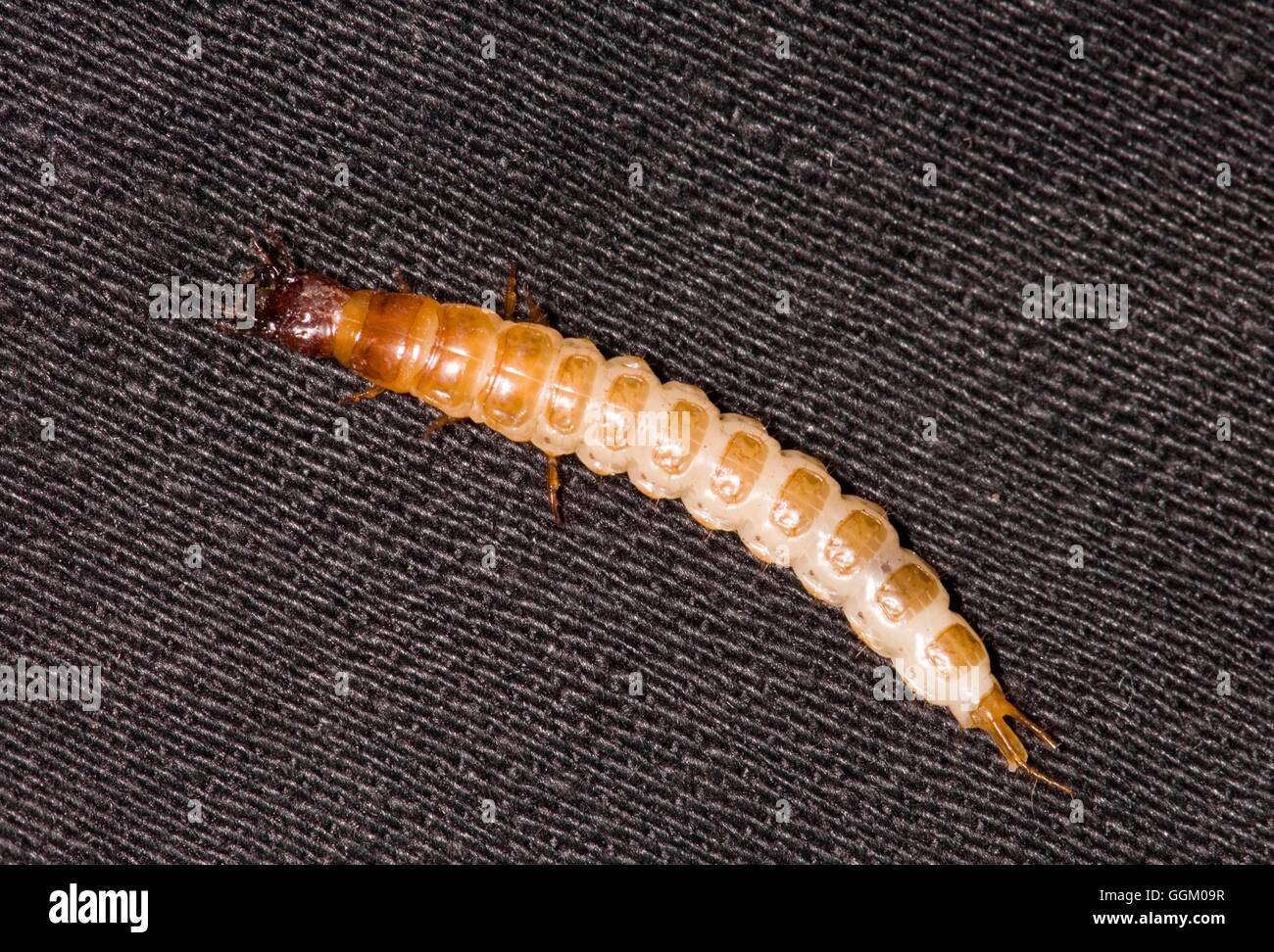 Ground Beetle - Larva- - (Carabus sp.)   MIW253512 Stock Photo