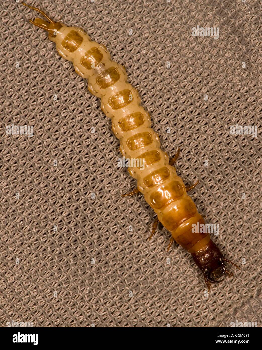 Ground Beetle - Larva- - (Carabus sp.)   MIW253513 Stock Photo