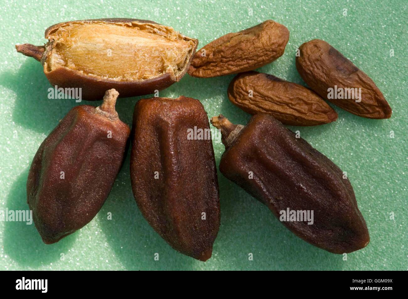 Azadirachta indica- showing seeds- - Neem   MIW253515 Stock Photo