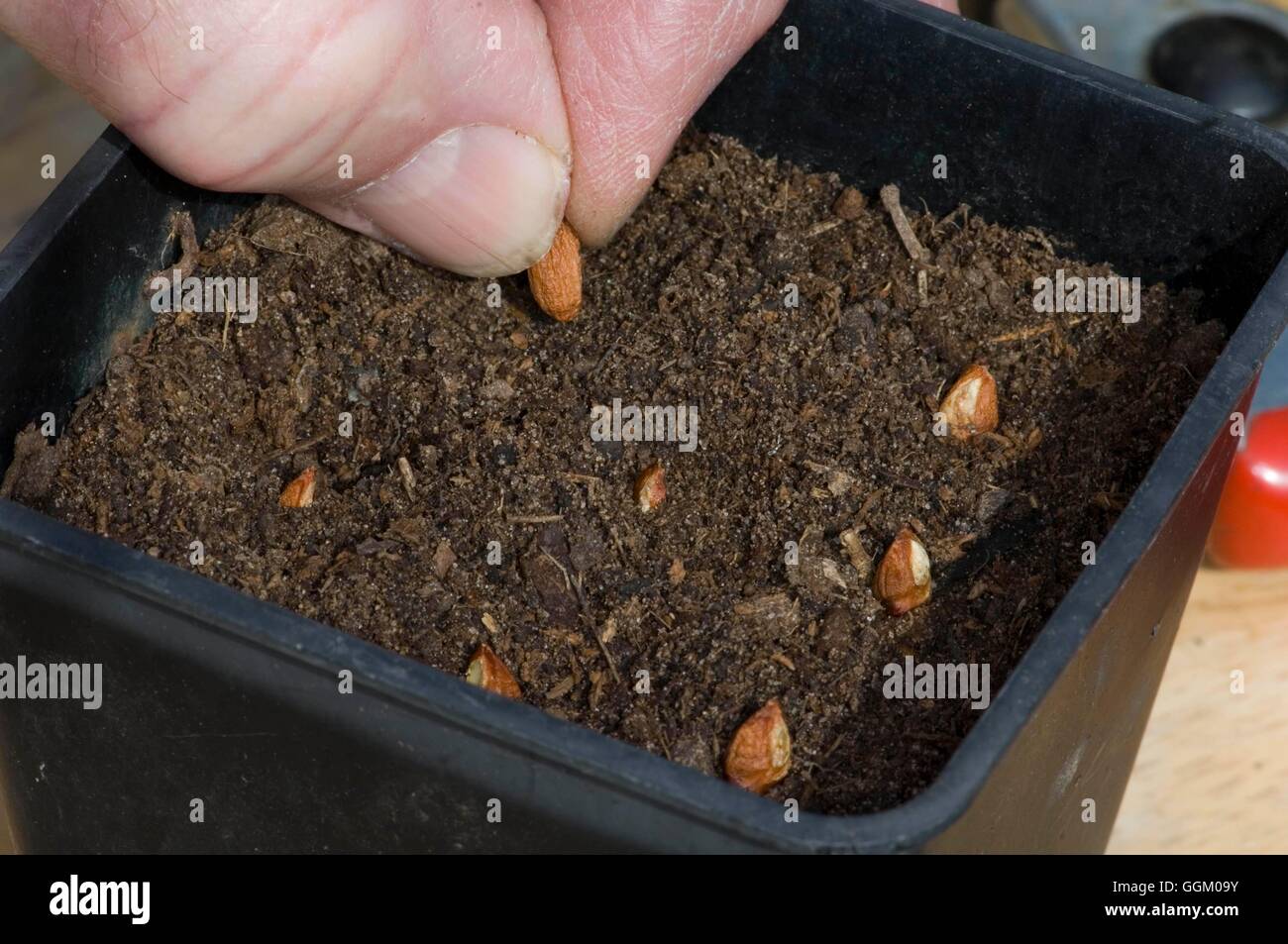 Neem seed hi-res stock photography and images - Alamy